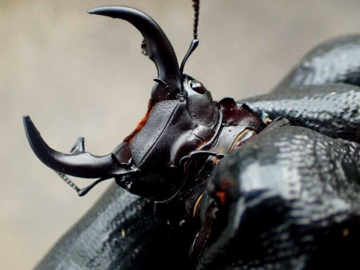 天然オオクワガタ