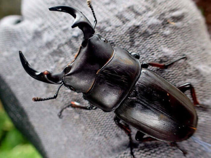 天然オオクワガタ