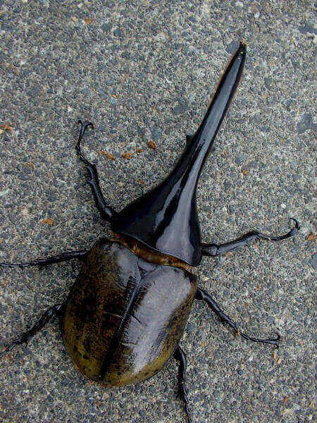 ヘラクレス・ヘラクレス