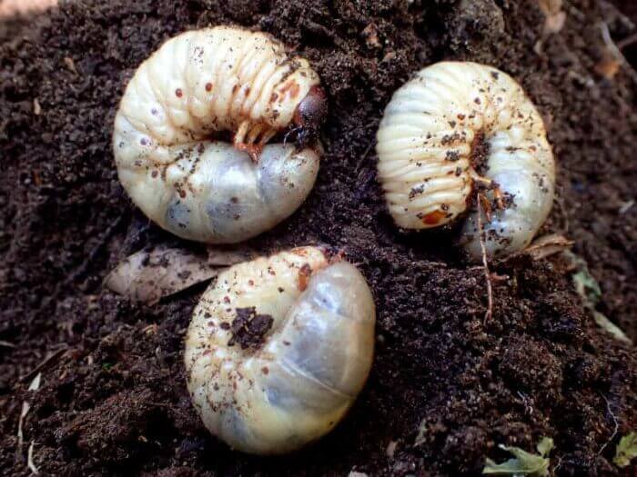 カブトムシ幼虫　野外