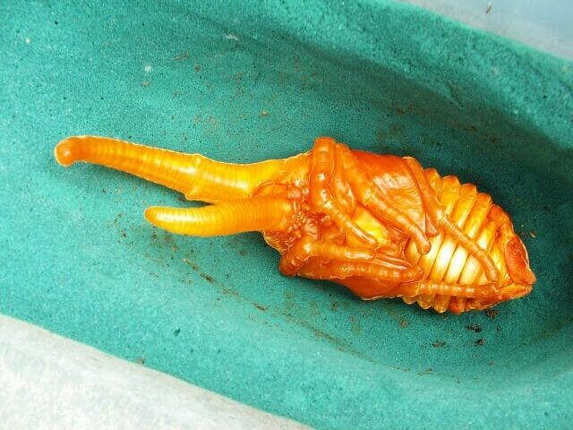 ヘラクレス・ヘラクレス　蛹化　人工蛹室