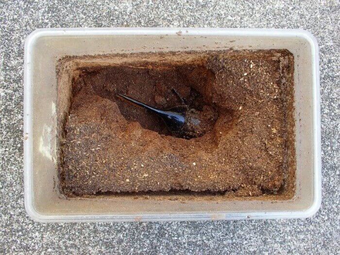 ヘラクレス　羽化　蛹室