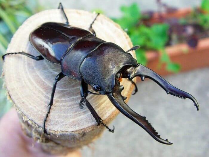 ブッダノコギリクワガタ