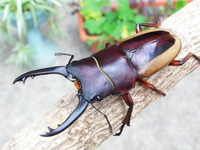 ラレラリスノコギリクワガタ