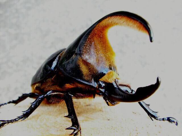 サタンオオカブト