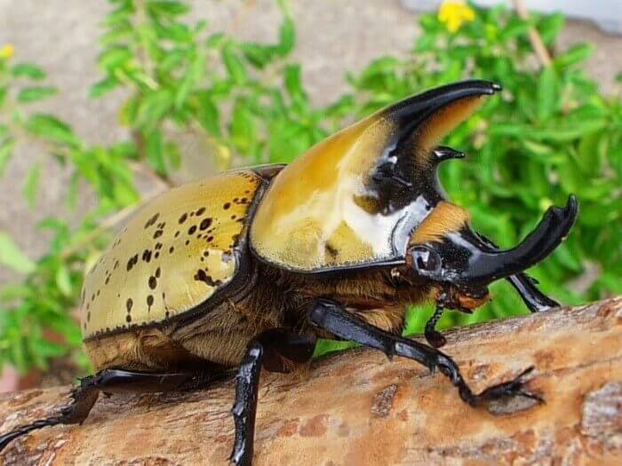 ティティウスシロカブト