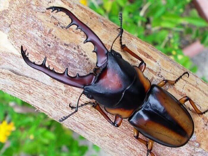 サバゲノコギリクワガタ