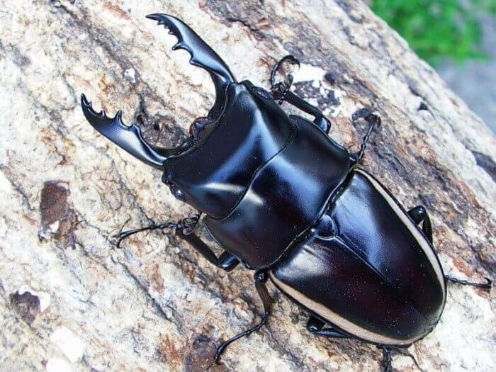 ウォーレスノコギリクワガタ