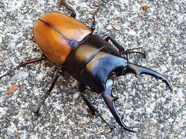 ラフェルトノコギリクワガタ