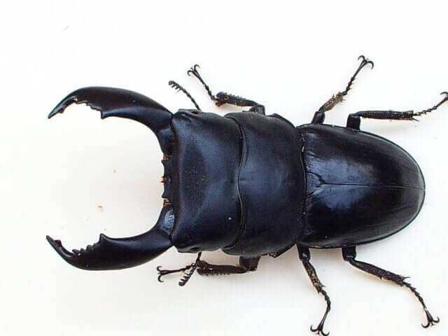 スマトラオオヒラタクワガタ