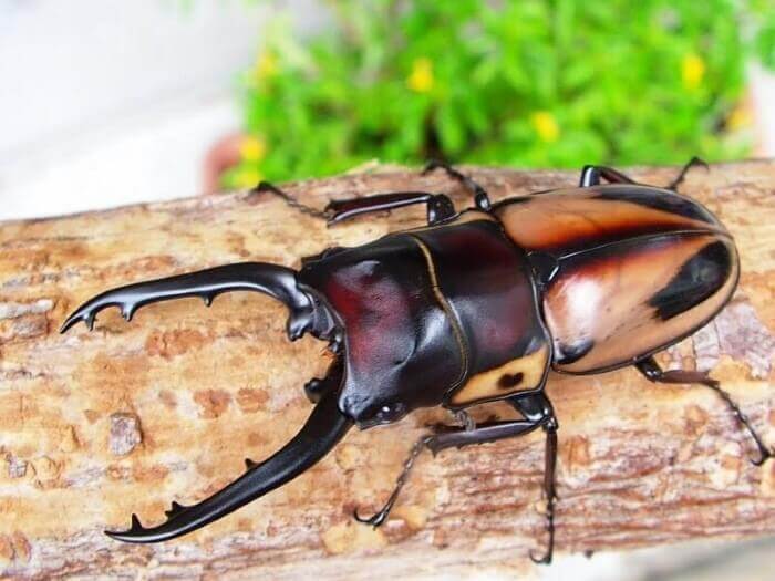 ファブリースノコギリクワガタ