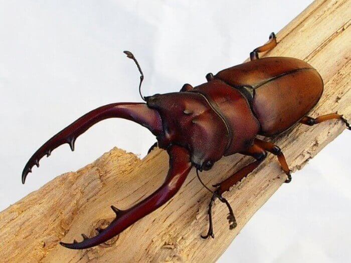 アスタコイデスノコギリクワガタ