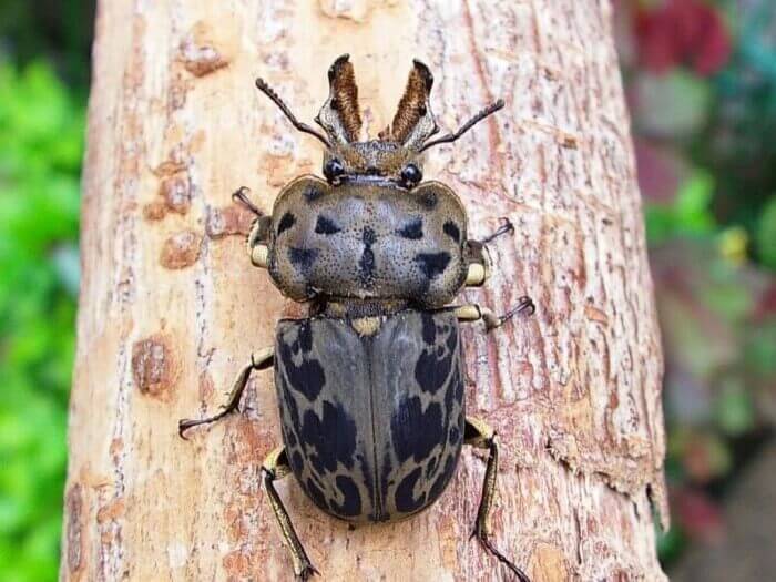 ムナコブクワガタ