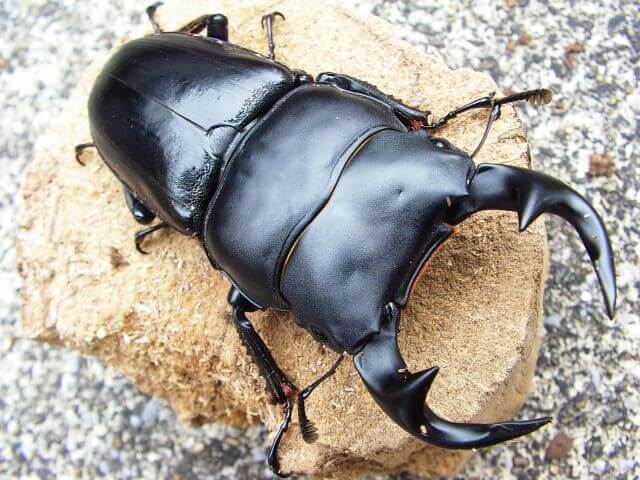 グランディスオオクワガタ