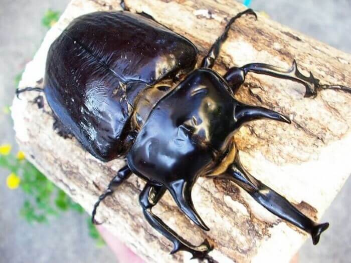 マルスゾウカブト