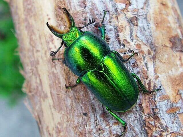 インスラリスキンイロクワガタ