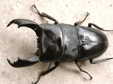 テイオウヒラタクワガタ