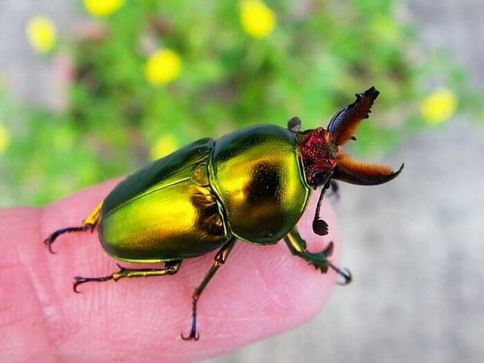 アウラタキンイロクワガタ