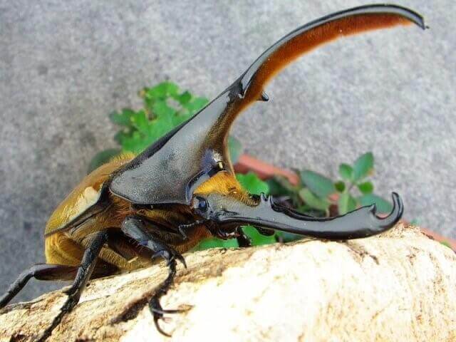 ヘラクレス・リッキー