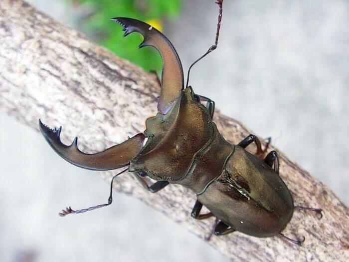 バインライヒホソアカクワガタ