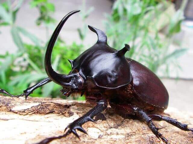 シャムゴホンヅノカブト