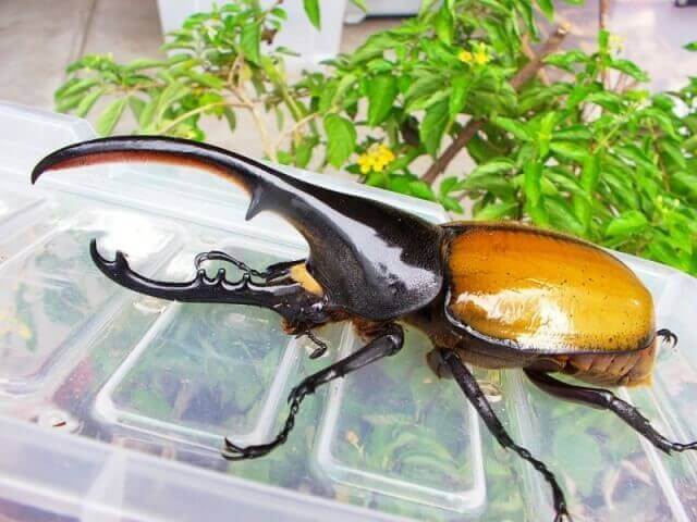 ヘラクレス・エクアトリアヌス