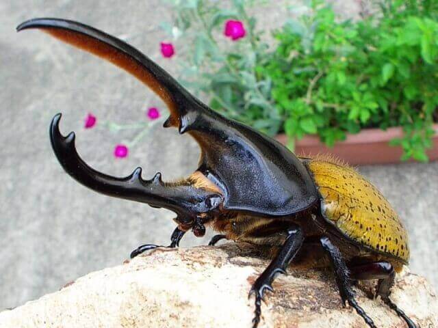 ヘラクレス・モリシマイ