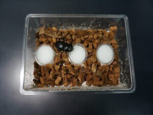 セアカ　菌床産卵