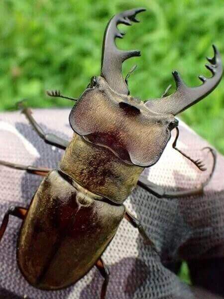 国産ミヤマクワガタ