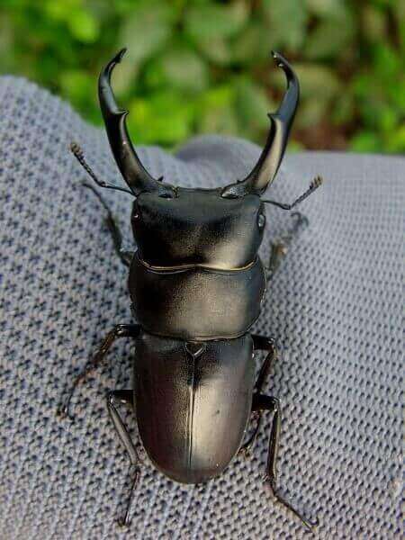 国産コクワガタ