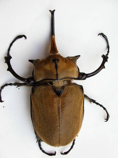 エレファス・オキシデンタリスゾウカブト
