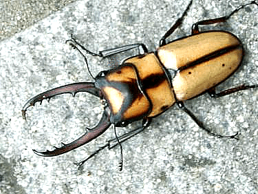 スツラリスノコギリクワガタ