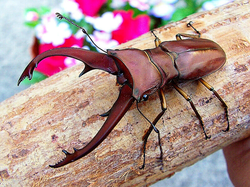 イグジミウスホソアカクワガタ