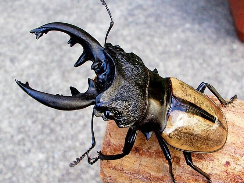 ルデキンツヤクワガタ