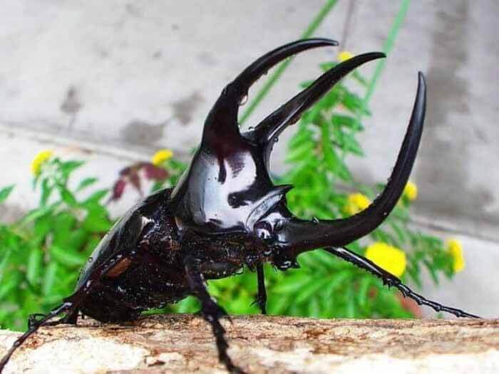 モーレンカンプオオカブト