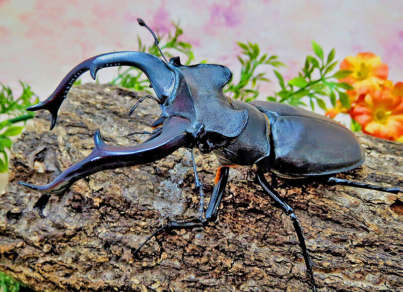 ユダイクスミヤマクワガタ