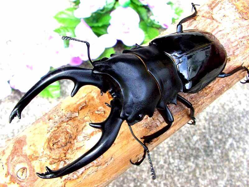 インターメディアツヤクワガタ