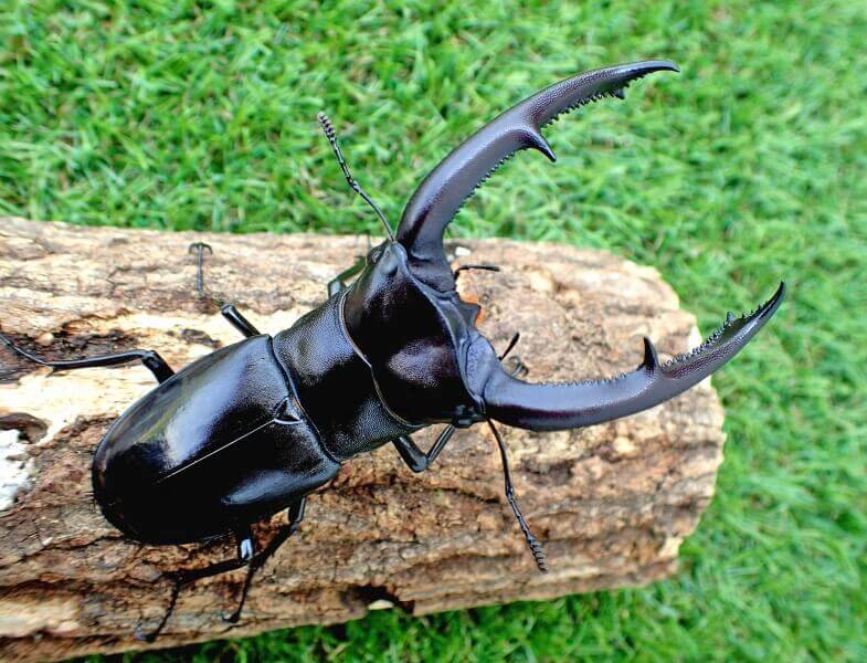 マンディブラリスフタマタクワガタ