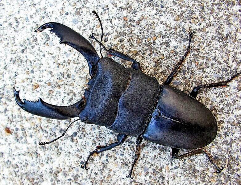 セレベスオオヒラタクワガタ