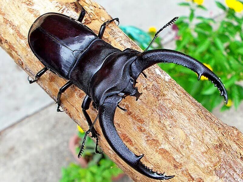 リノケロスフタマタクワガタ