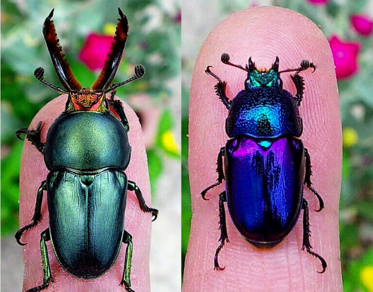 パプアキンイロクワガタ