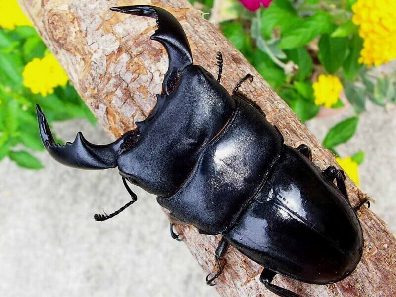 ダイオウヒラタクワガタ