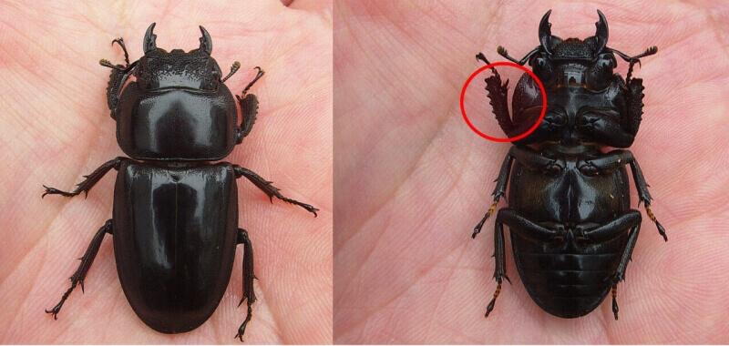 ヒラタクワガタ　メス　