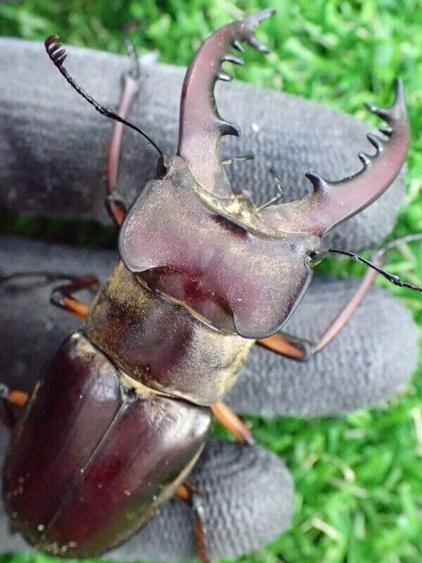 国産ミヤマクワガタ