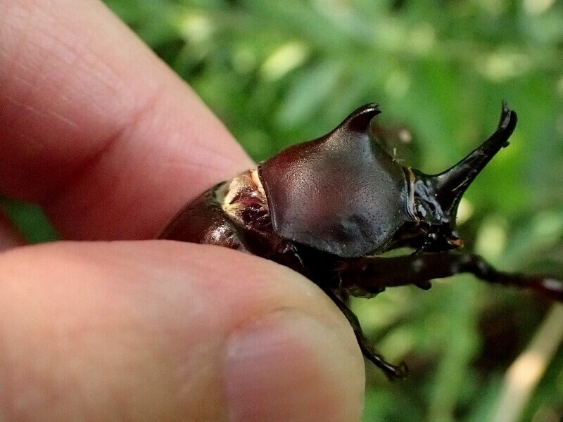 国産カブトムシ