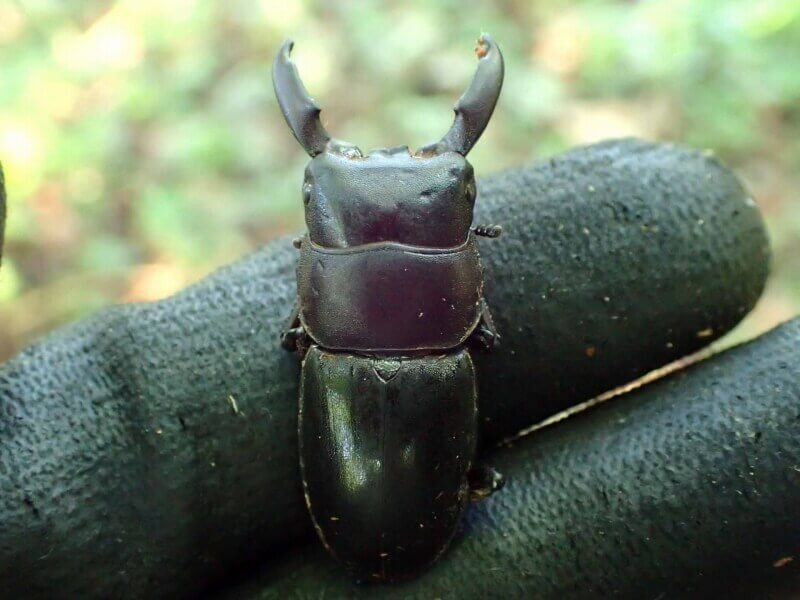 野外　ヒラタクワガタ