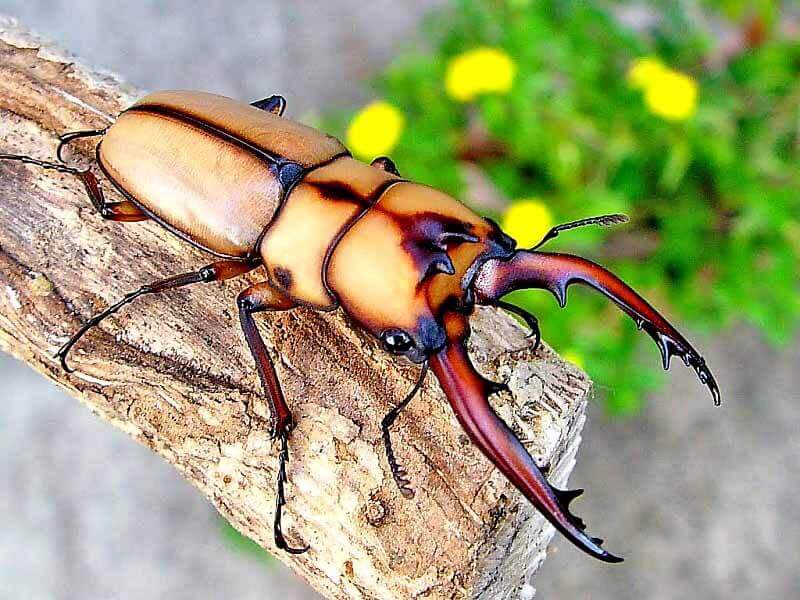 カネギエーテルノコギリクワガタ