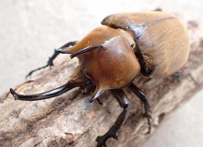 ギアスゾウカブト