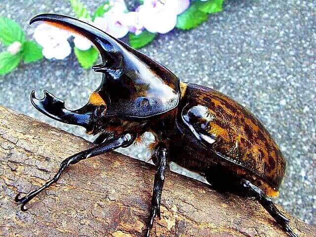 マヤシロカブト