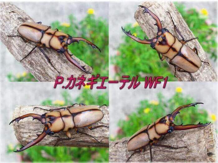 カネギエーテルノコギリ